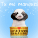 Panda "Tu me manques"