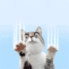 Ce chat griffe votre écran