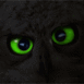 Chat qui fait cligner ses yeux verts