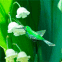 Oiseau vert dans du muguet