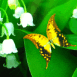 Un papillon dans du muguet