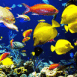 Aquarium: rcif corallien