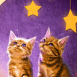 Deux chatons regardent les toiles