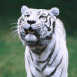 Tigre blanc fascin