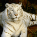 Tigre blanc en fort