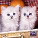 Deux chatons blancs dans un panier