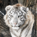 Tigre blanc aux yeux bleus dans un arbre