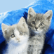 Couple de chatons gris amoureux