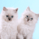 Couples de chatons sous hypnose