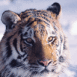 Tigre dor sous la neige