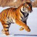 Tigre courant sur la glace