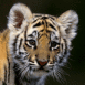 Bb tigre mignon
