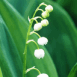 Muguet de f�te