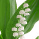 Muguet porte-bonheur