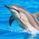 Saut de dauphin dans une eau bleu azur