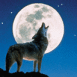 Loup hurlant  la lune
