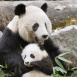 Maman panda et son bb