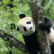 Panda rigolo sur son arbre