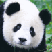 Gros panda gentil