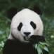 Panda grignotant du bambou