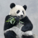 Panda cool mangeant du bambou