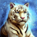 Tigre blanc allong