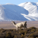 Lama devant la montagne