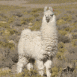 Lama blanc