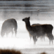 Lamas dans la brume