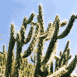 Cactus (Maroc)