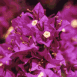 Fleurs violettes Dtail (Maroc)