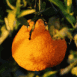 Orange (Maroc)