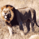 Lion gueule ouverte (Botswana)