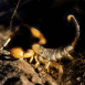 Scorpion (Botswana)