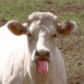 Vache tirant la langue