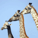Girafes en rang serré