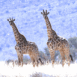 Girafes (couple)
