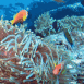 Poissons devant un corail