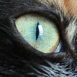 Oeil de chat