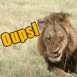Lion faisant la grimace "Je suis dsol"