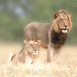 Lions en couple dans la savane