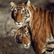 Couple de tigres