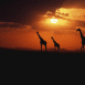 Girafes au soleil couchant