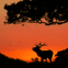 Cerf au crépuscule
